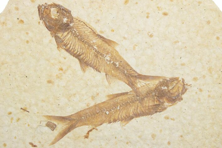 Fossil Fish (Knightia) Mortality Plate - Wyoming #375376